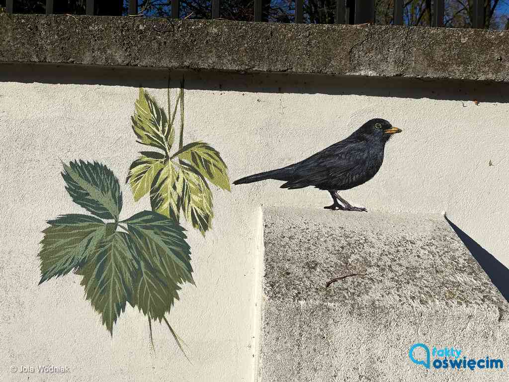 Na murze zabytkowego cmentarza żydowskiego w Oświęcimiu powstał mural z wizerunkami ptaków. Wykonał go artysta Wojciech Rokosz.