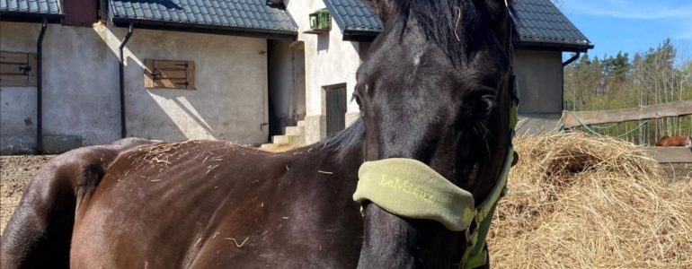 Sąd skazał mieszkańca Broszkowic za znęcanie się nad koniem – FOTO