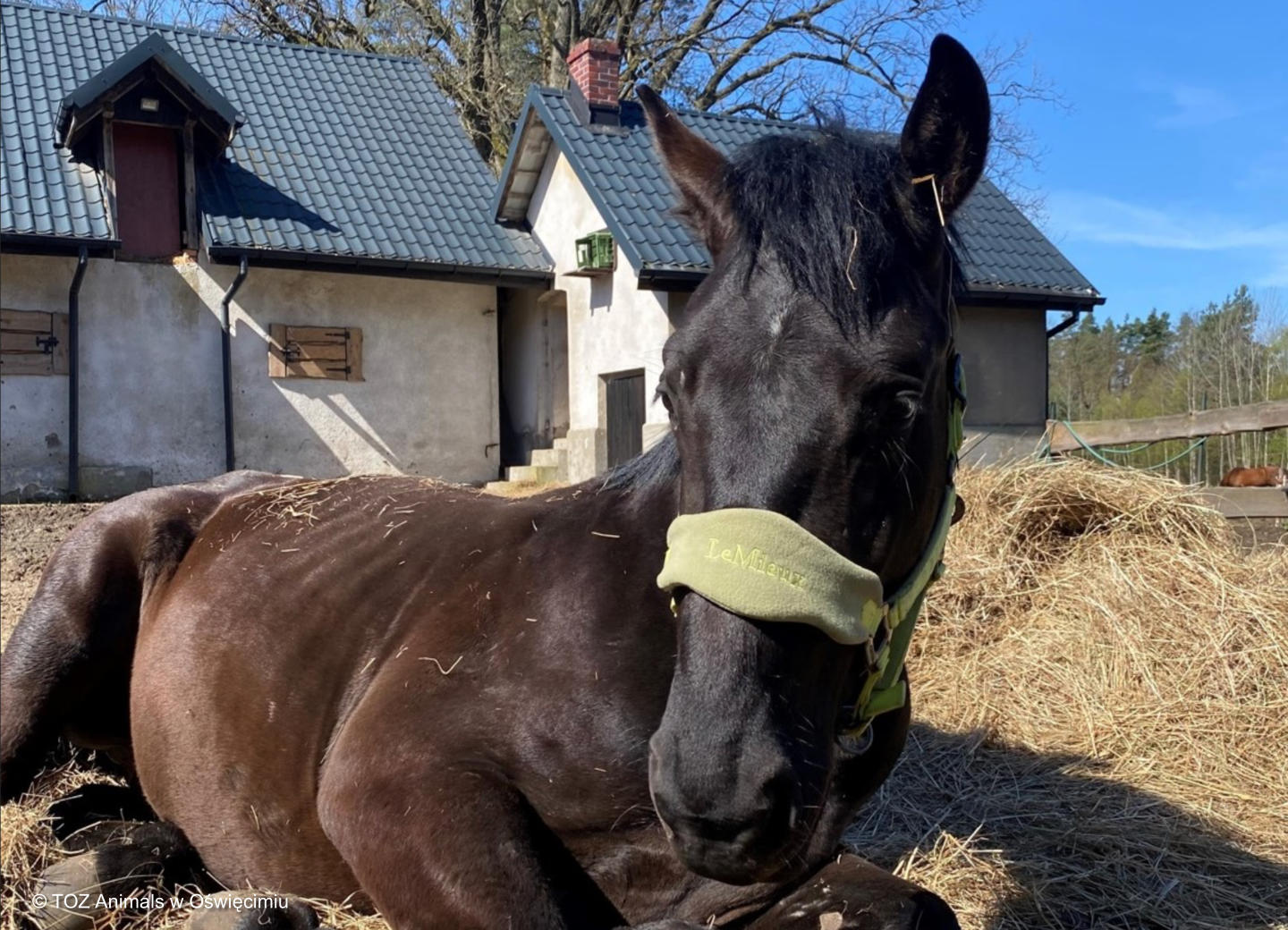 znęcanie się nad zwierzęciem