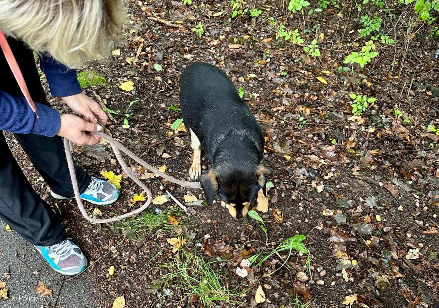 Dzięki prawidłowej reakcji mieszkanki Pław, piesek po kolizji z samochodem trafił szczęśliwie pod opiekę właściciela.