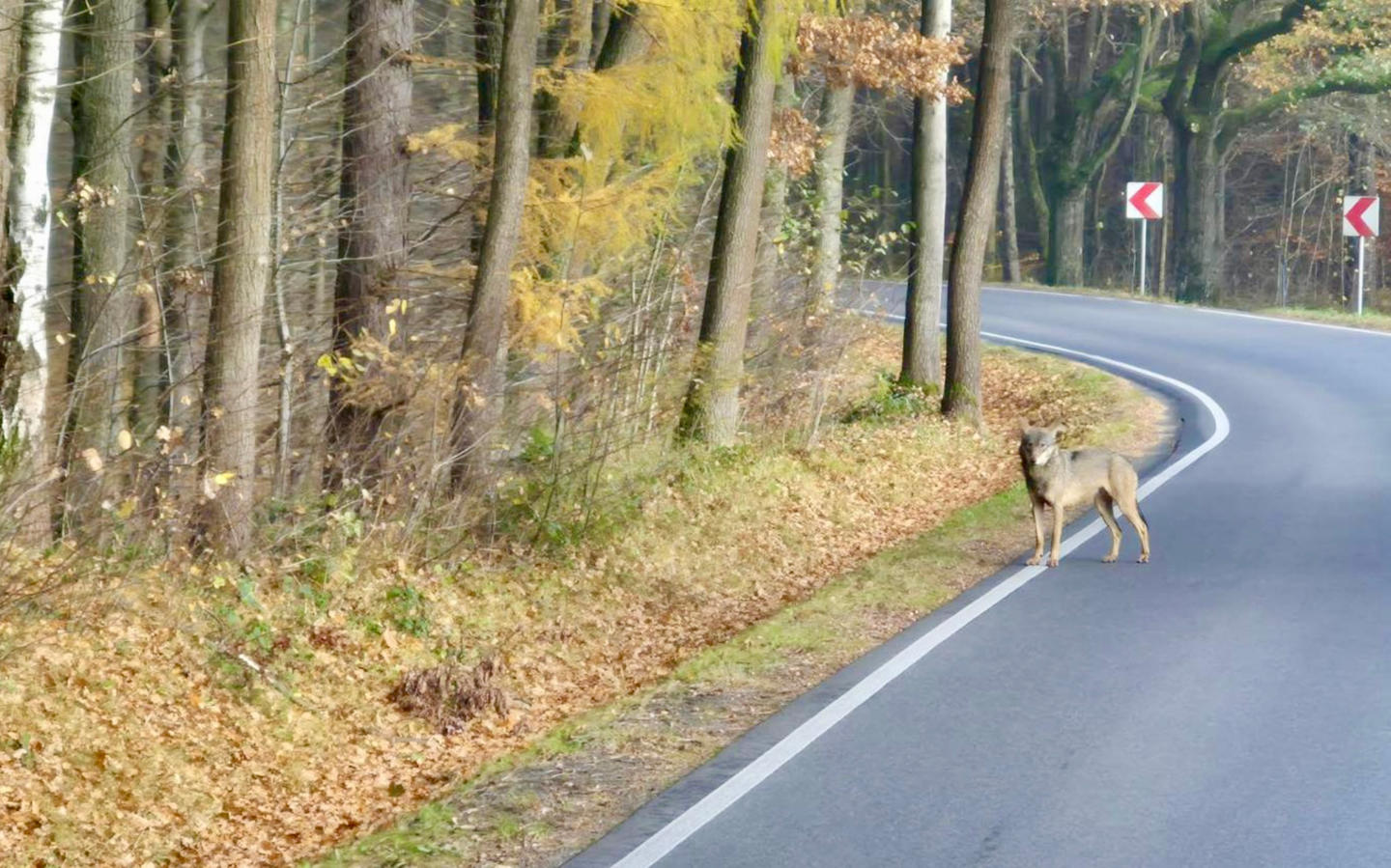 Wilk w Kętach Podlesiu. Co robić, gdy spotkasz dzikiego drapieżnika?