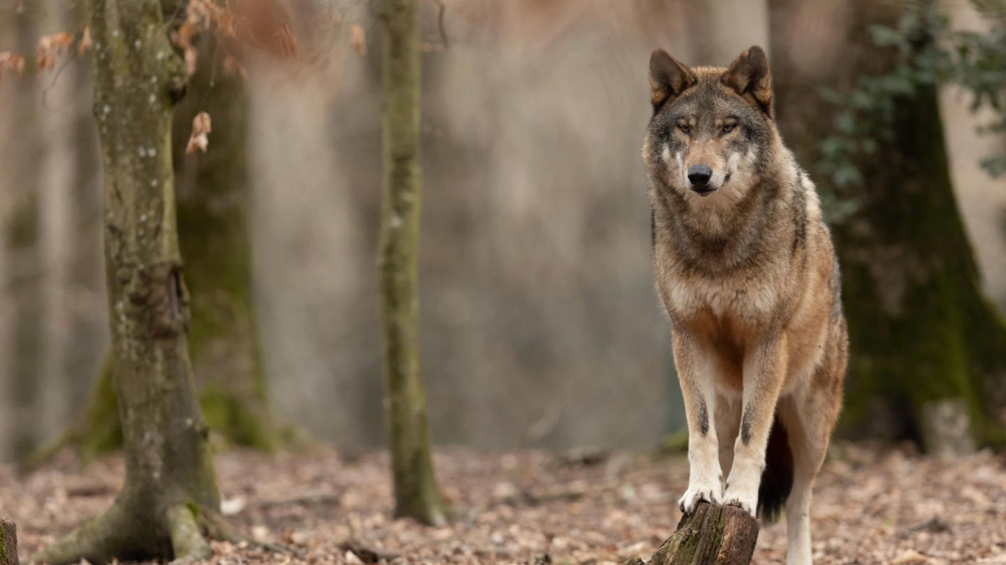 Niedawno pisaliśmy o wilku w Kętach Podlesiu, teraz drapieżnik pojawił się w Grojcu. Zauważyli go myśliwi.