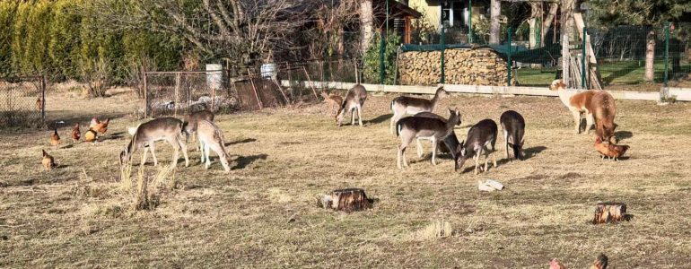 Żywa szopka powstała w Zaborzu – FILM, FOTO