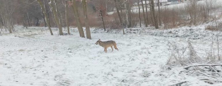 Mieszkańcy poważnie zaniepokojeni obecnością wilka