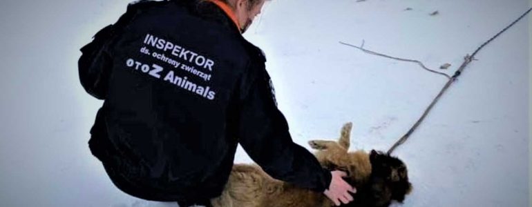 Dzielnicowi i Animalsi kontrolowali warunki życia zwierząt domowych